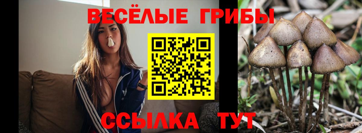 Псилоцибиновые грибы мухоморы  дарнет шоп  Вход с VPN  Котлас  Псилоцибиновые грибы Magic Shrooms 